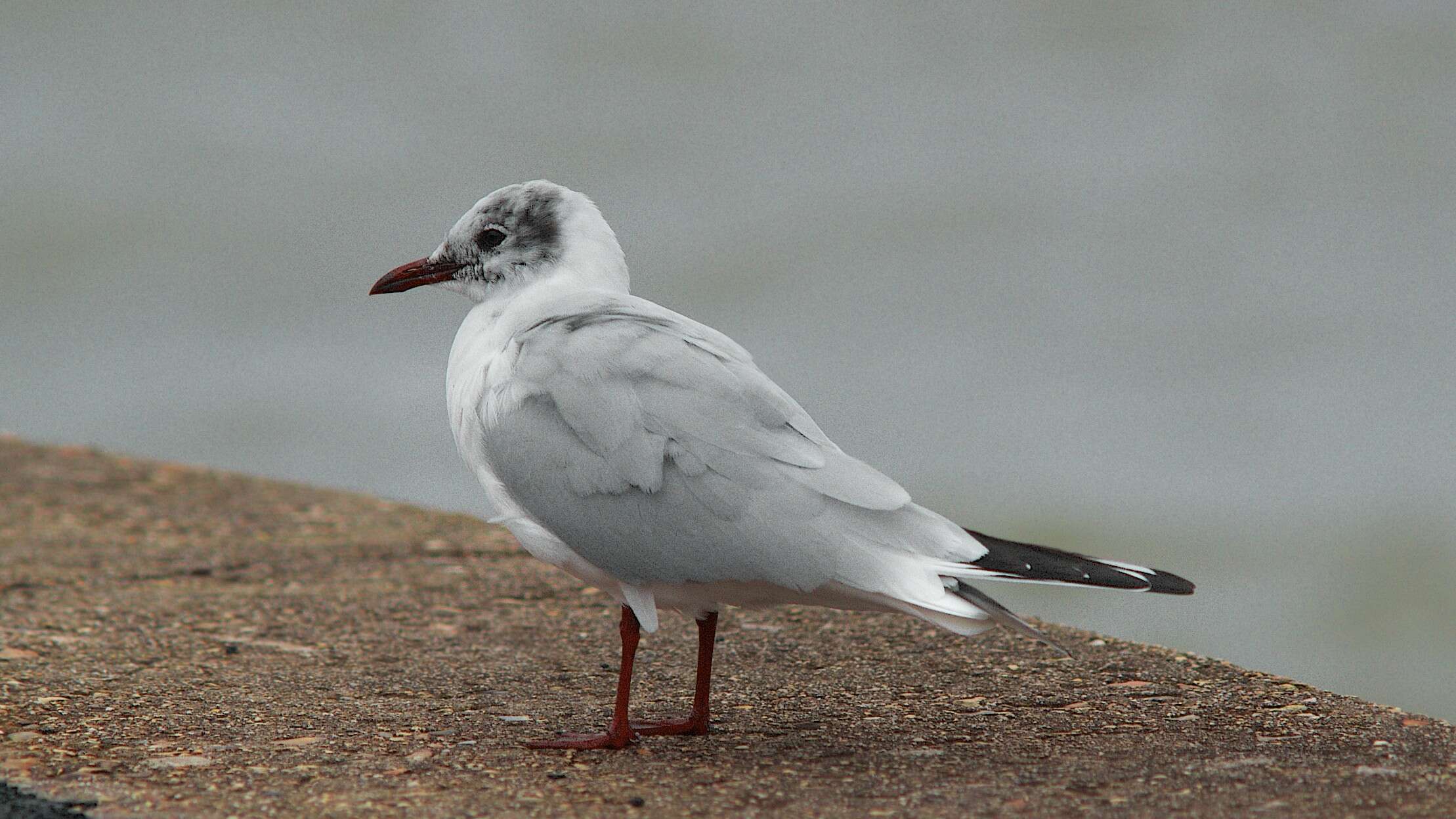 Image of Black-headed Gull