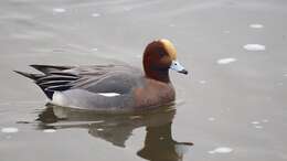 Image of Eurasian Wigeon