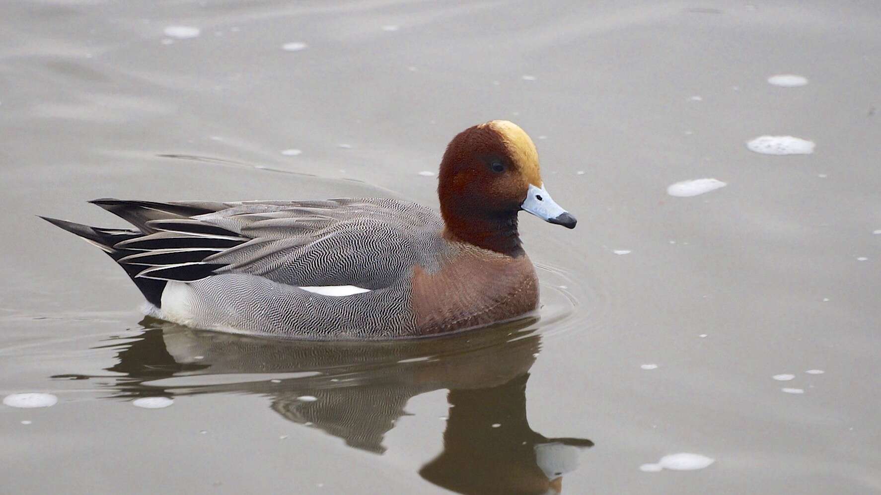 Image of Eurasian Wigeon