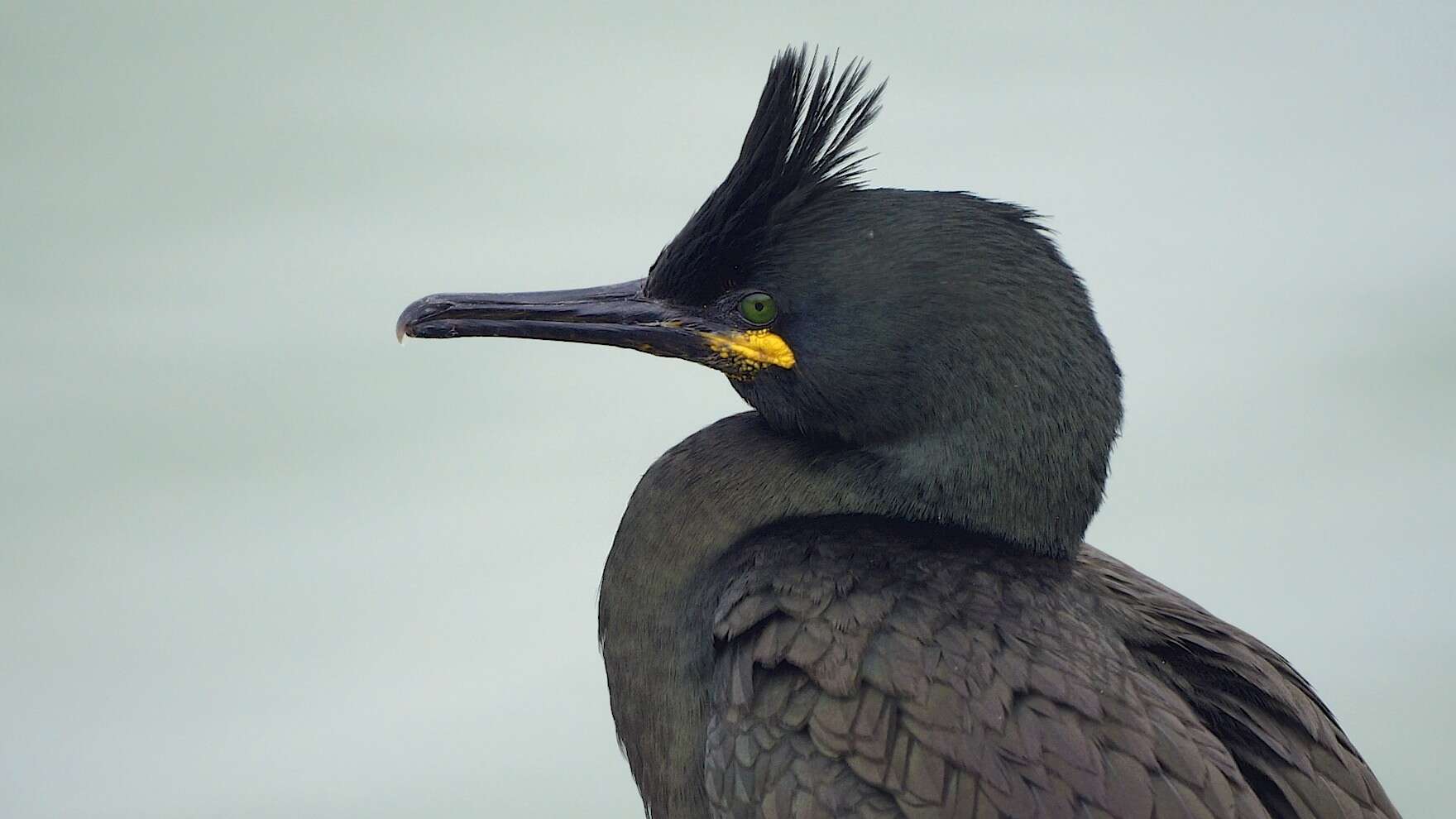 Plancia ëd Phalacrocorax aristotelis (Linnaeus 1761)