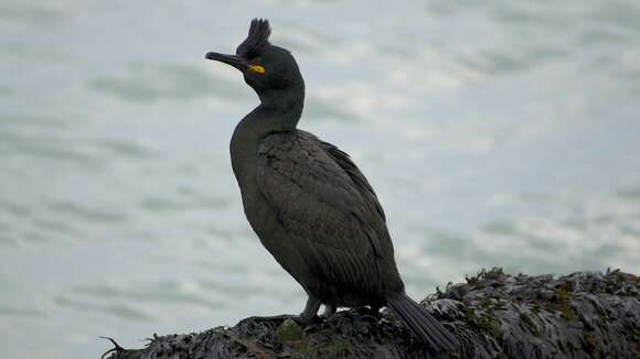 Image of European Shag