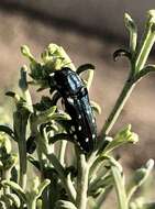 Image of Agrilus walsinghami Crotch 1873