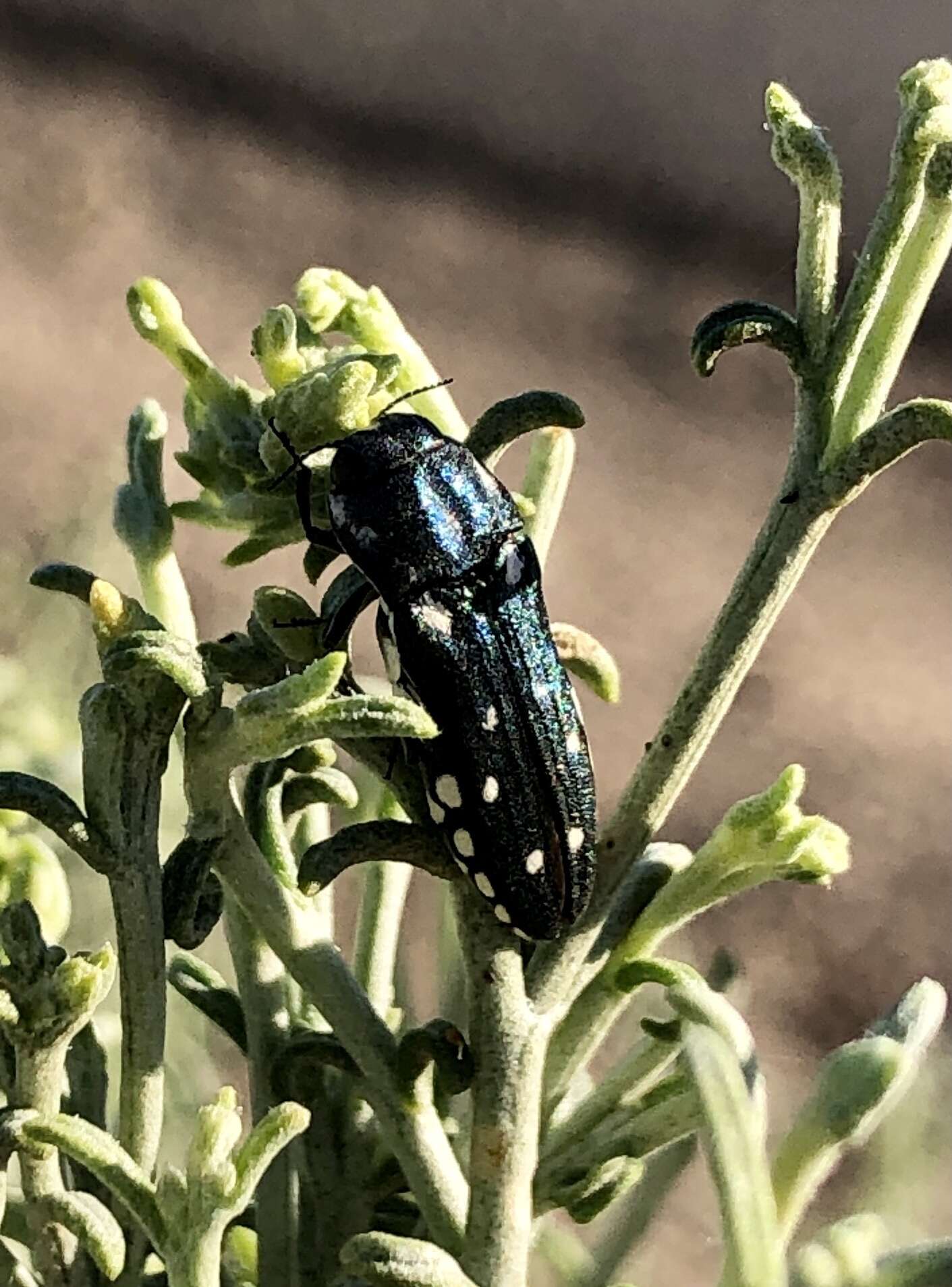 Image of Agrilus walsinghami Crotch 1873