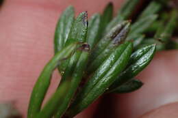 Image of <i>Anaphalioides subrigida</i>