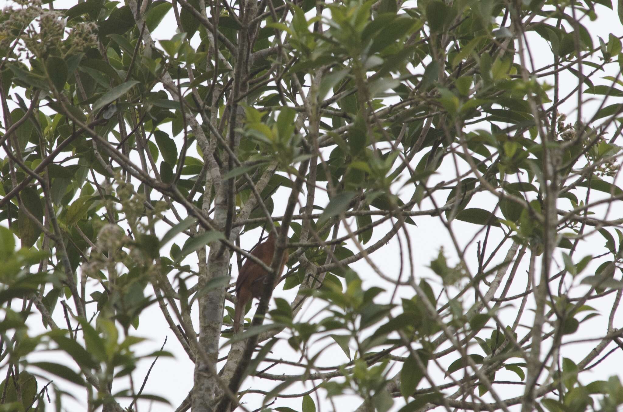 Image of White-lined Tanager