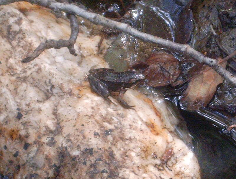 Image of Iberian Frog