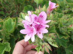 Слика од Pelargonium cucullatum subsp. cucullatum