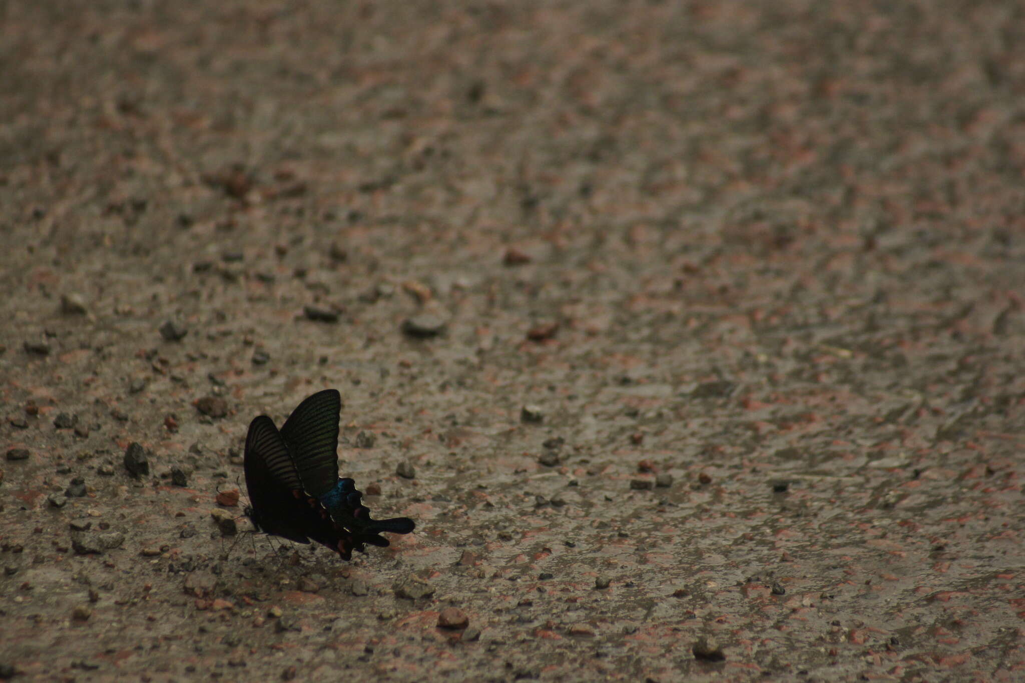 Image de Papilio bianor Cramer (1777)