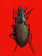 Image of Carabus smaragdinus