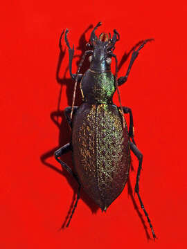 Image of Carabus smaragdinus