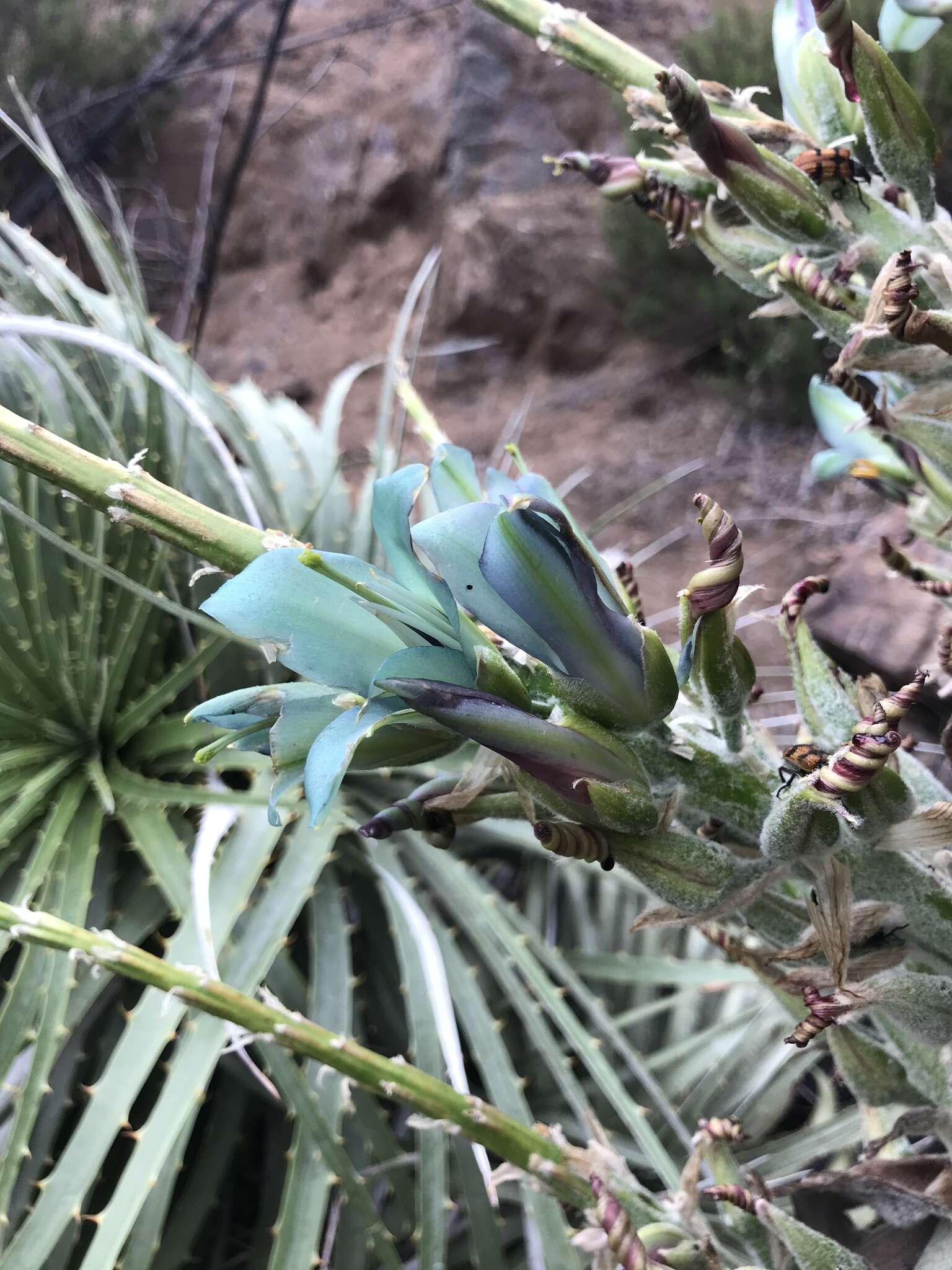 Puya alpestris subsp. zoellneri Zizka, J. V. Schneid. & Novoa的圖片