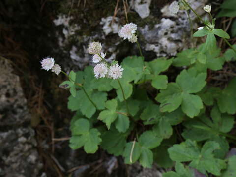 Imagem de Astrantia pontica Albov