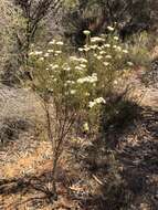 Image of <i>Cassinia complanata</i>