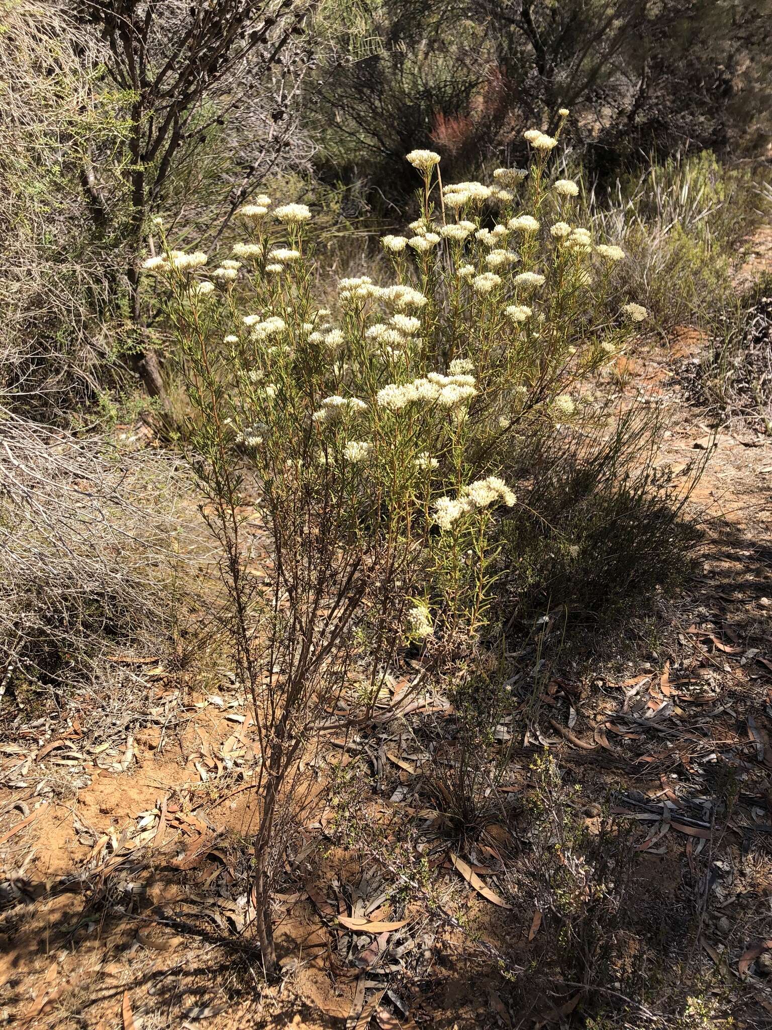 Image of <i>Cassinia complanata</i>