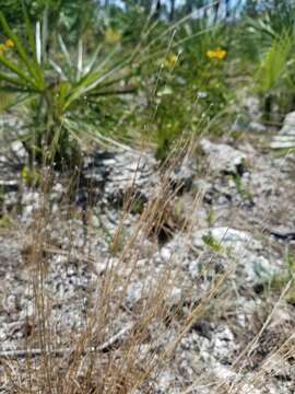 Imagem de Schizachyrium gracile (Spreng.) Nash