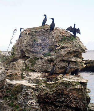 Plancia ëd Phalacrocorax featherstoni Buller 1873