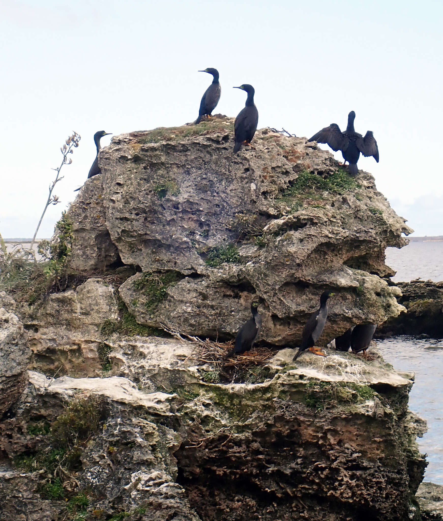 Plancia ëd Phalacrocorax featherstoni Buller 1873