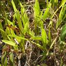 Image of Encyclia granitica (Lindl.) Schltr.