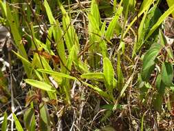 Image of Encyclia granitica (Lindl.) Schltr.