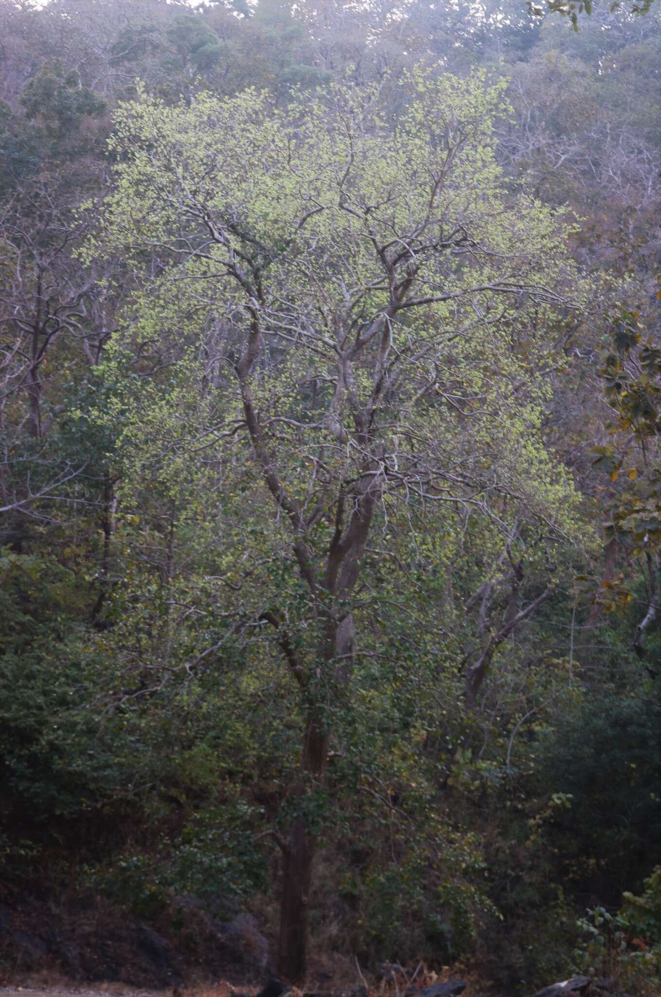 Image de Holoptelea integrifolia (Roxb.) Planch.