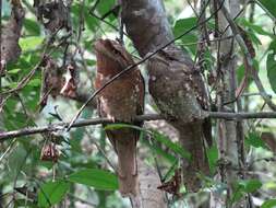 Image of frogmouths