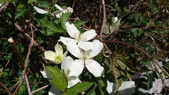 Image of Himalayan Clematis