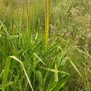 Слика од Kniphofia multiflora J. M. Wood & M. S. Evans