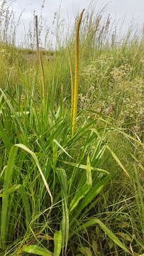 Image of Kniphofia multiflora J. M. Wood & M. S. Evans