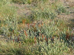 Imagem de Orobanche litorea Guss.