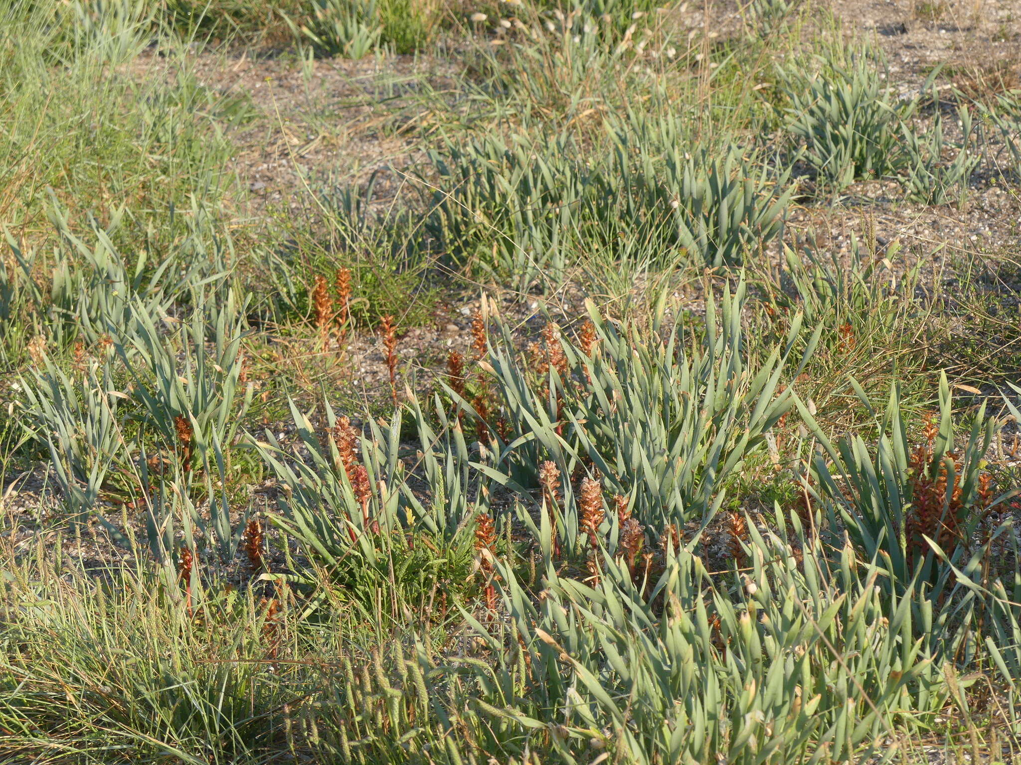 Imagem de Orobanche litorea Guss.