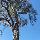 Image of Melaleuca fluviatilis B. A. Barlow