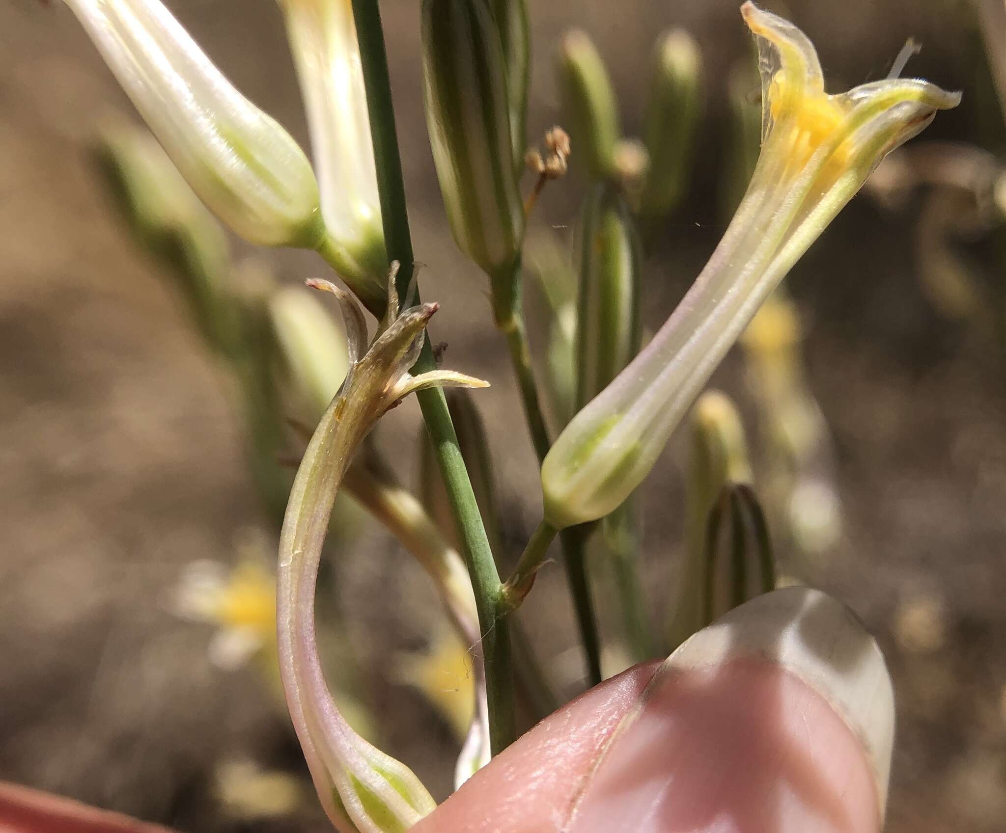 Image de Chlorogalum grandiflorum Hoover