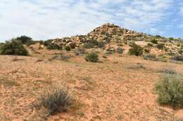 Image of Moraea fugax subsp. filicaulis (Baker) Goldblatt