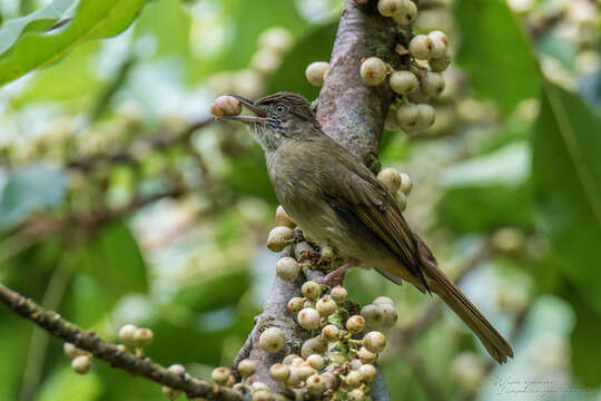 Iole viridescens cinnamomeoventris Baker & Ecs 1917的圖片