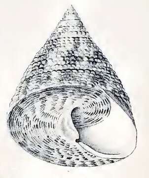 Image of Tectus virgatus (Gmelin 1791)