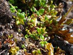 Image of Euphrasia townsonii Petrie