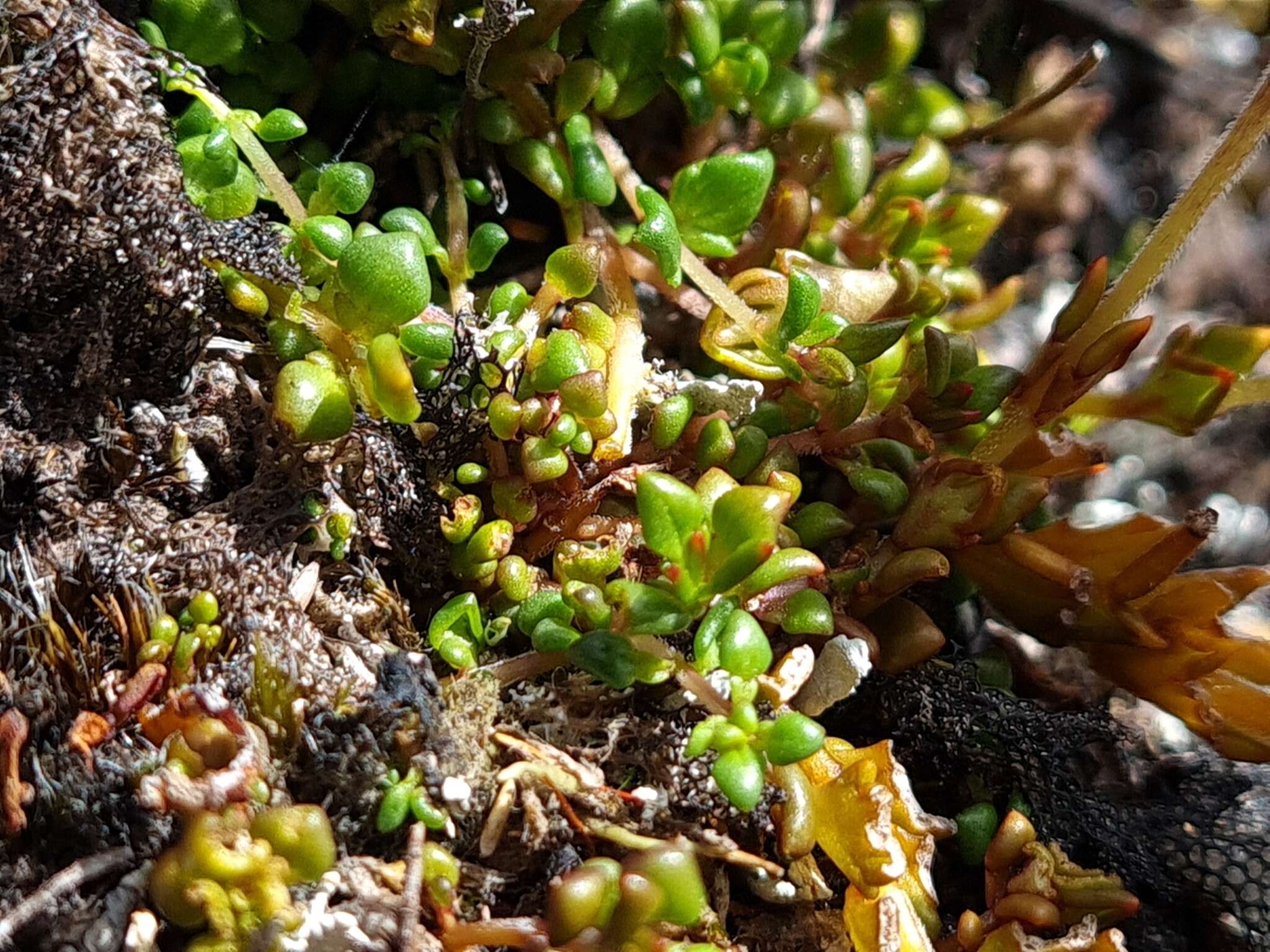 Image of Euphrasia townsonii Petrie