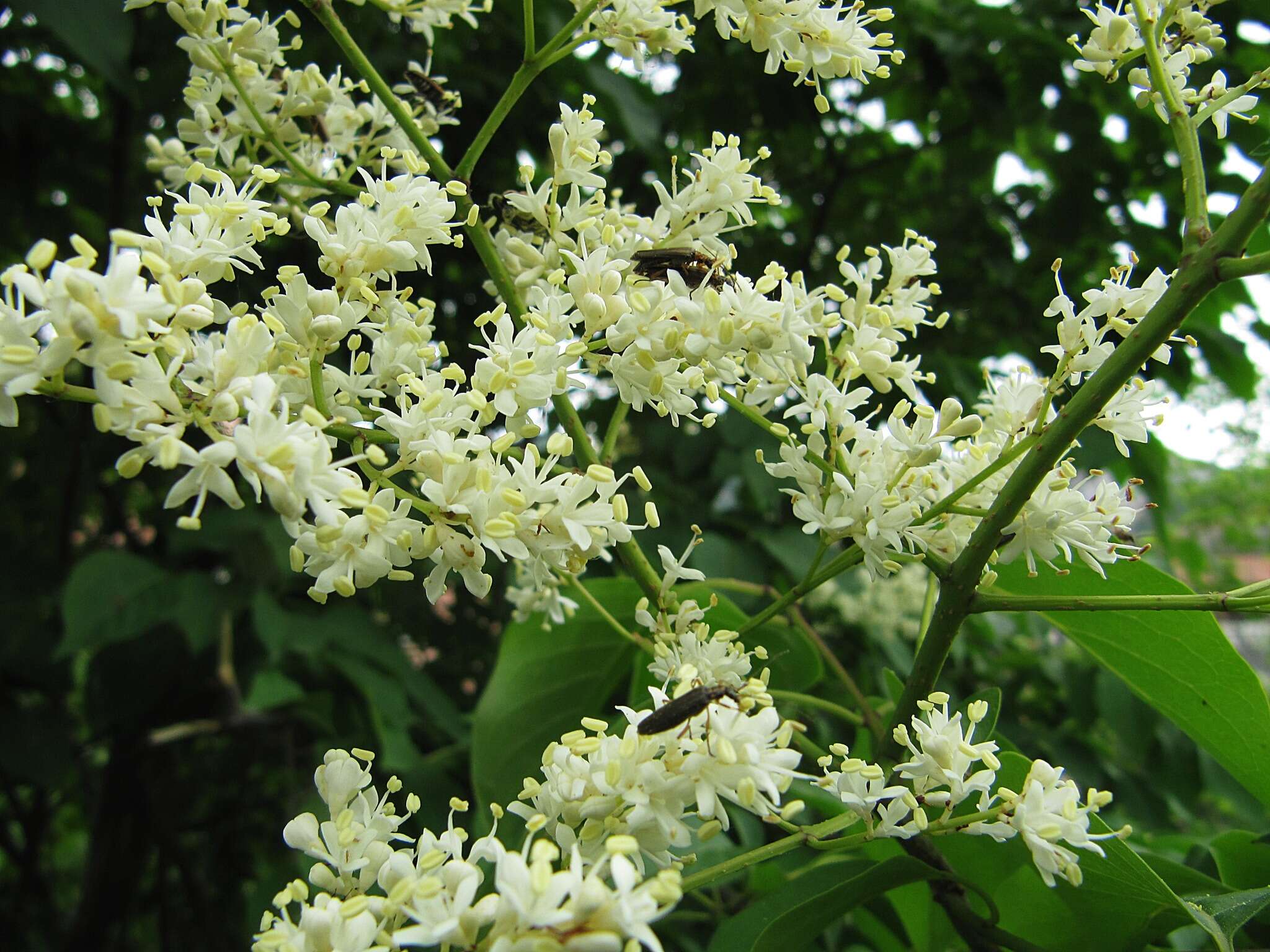 Image of Amur lilac