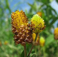 Image of brown moor clover