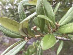 Imagem de Quercus geminata Small