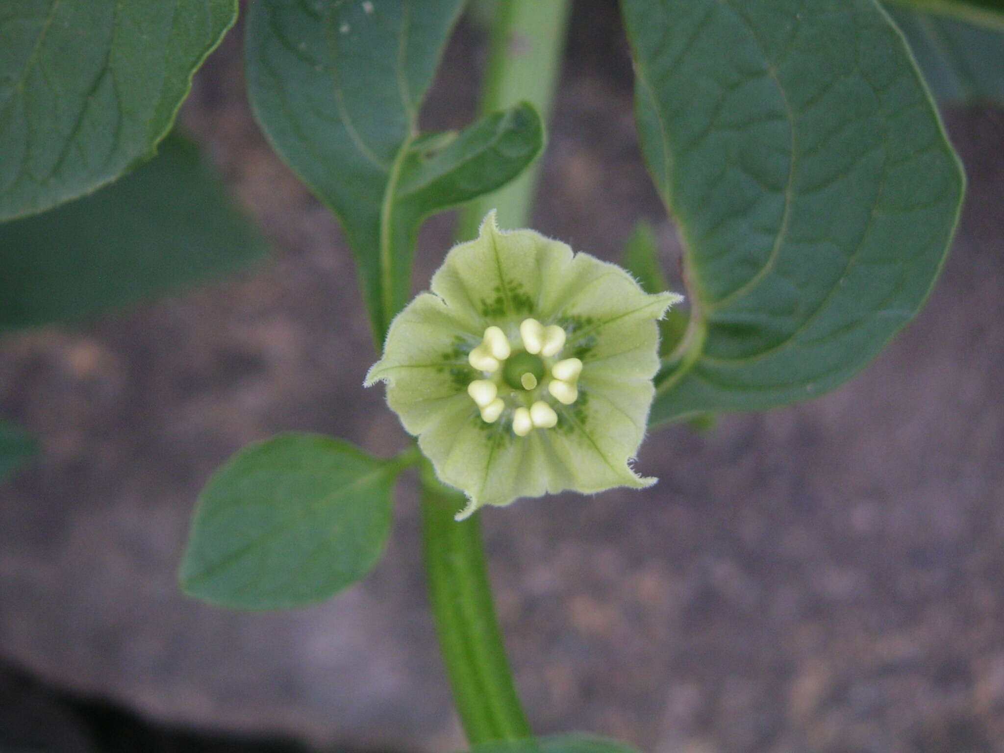 Image of creeping false holly