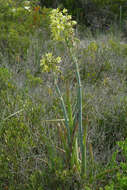 Image of Albuca grandis J. C. Manning & Goldblatt