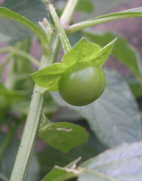 Image of creeping false holly