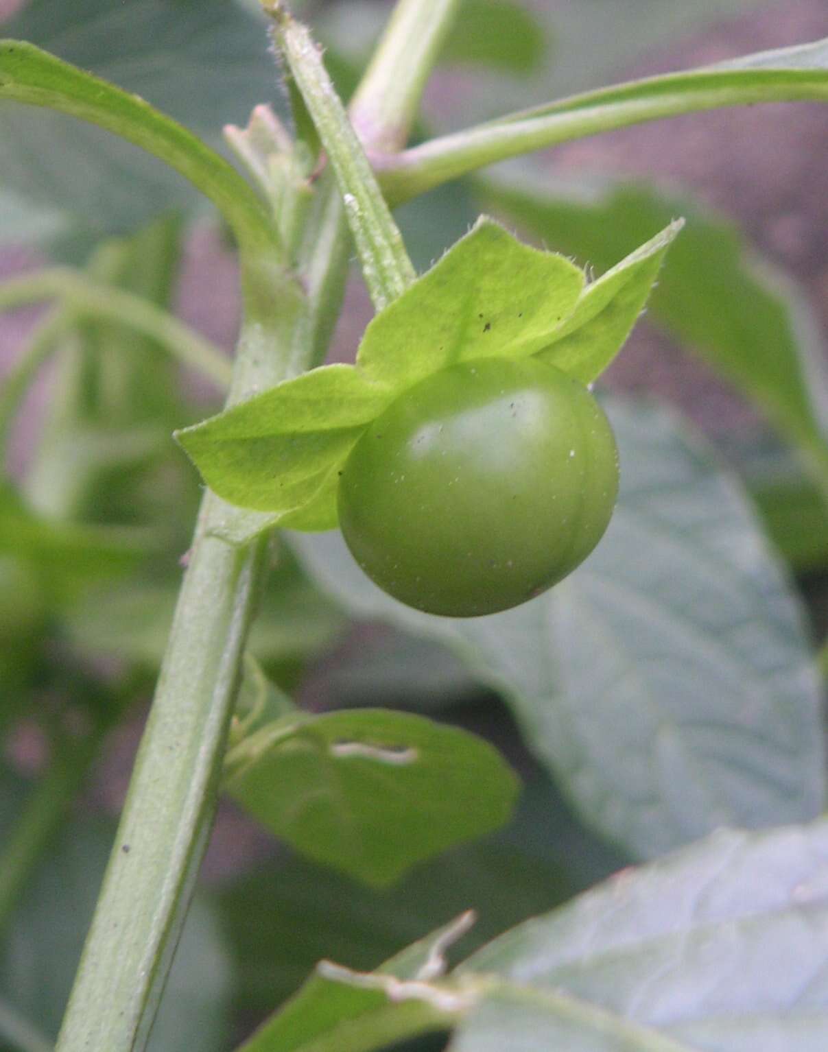 Image of creeping false holly