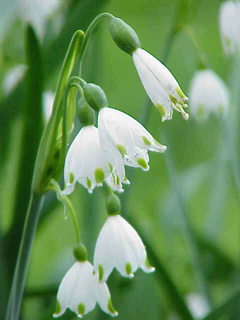 Image of Loddon lily