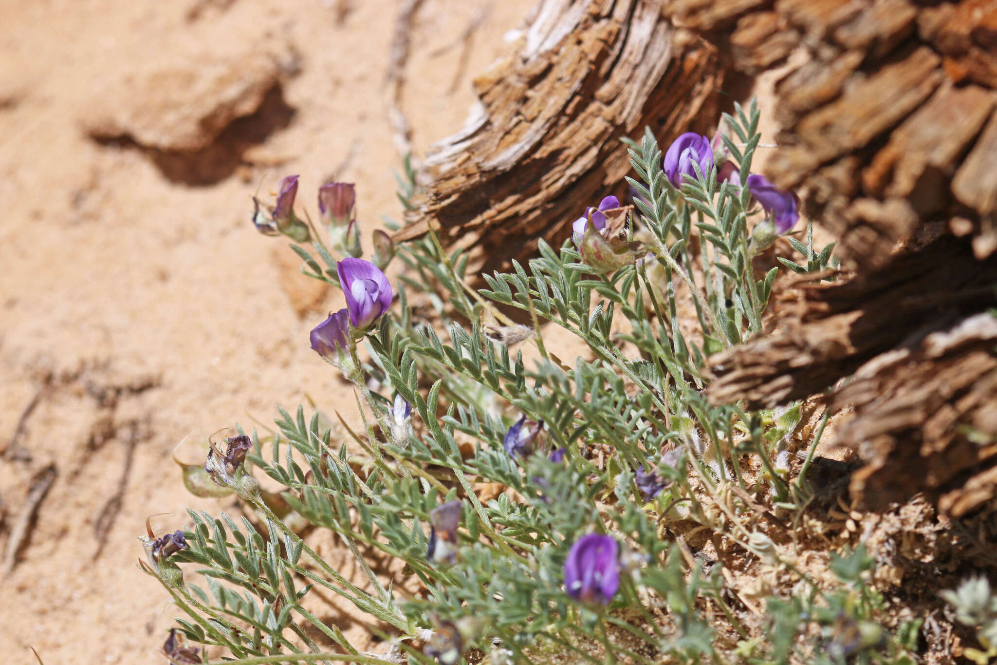 Sivun Astragalus sesquiflorus S. Wats. kuva