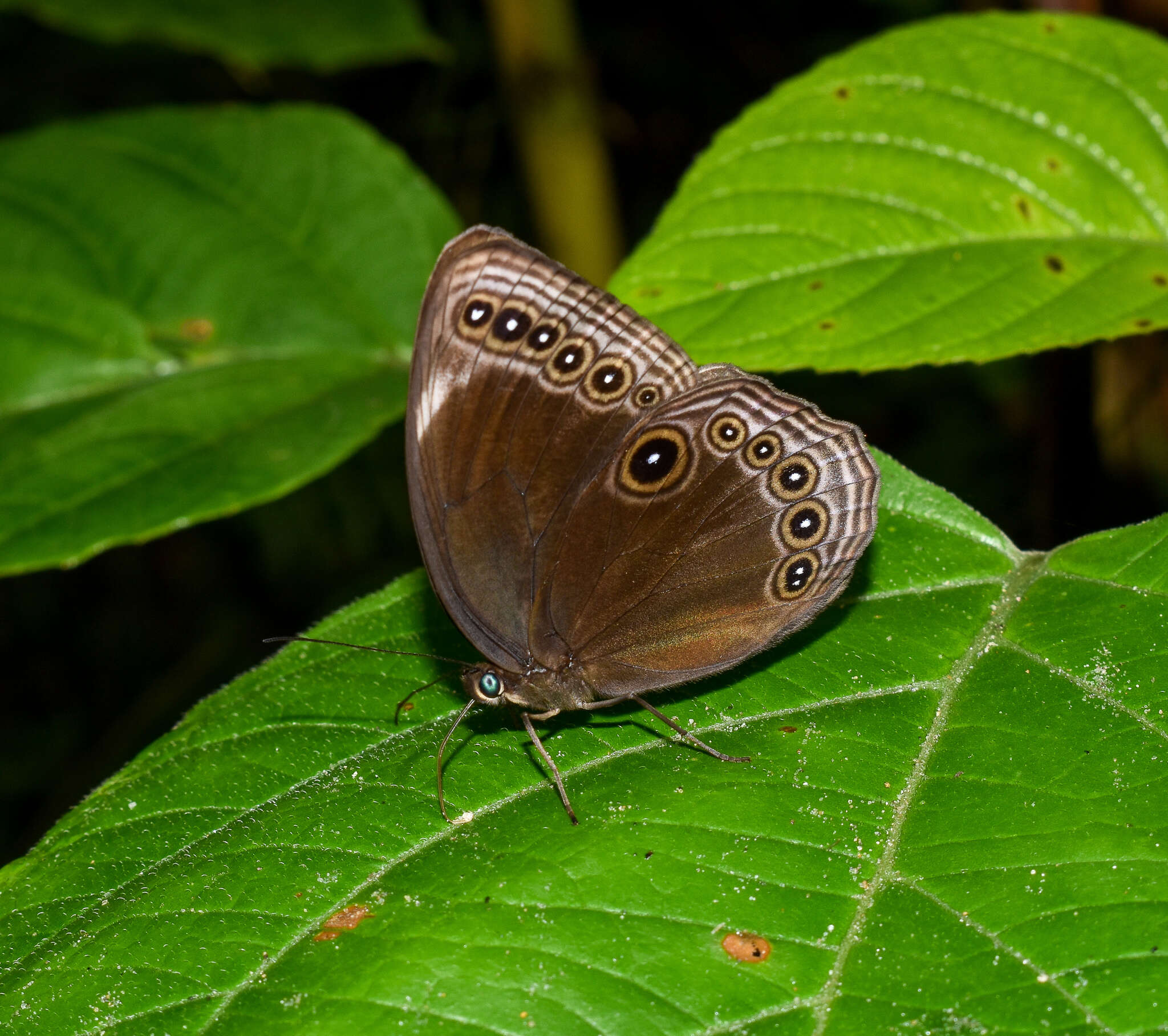 Imagem de Ethope himachala Moore 1857