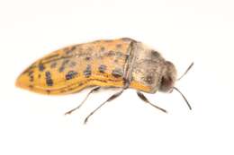 Image of Acmaeodera princeps Kerremans 1909