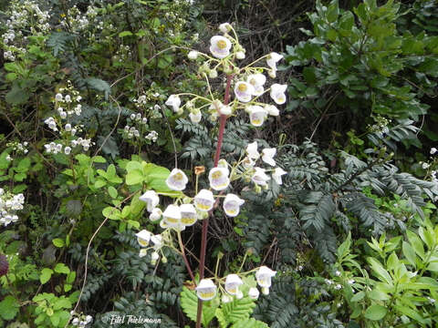 Image of Jovellana punctata Ruiz & Pav.