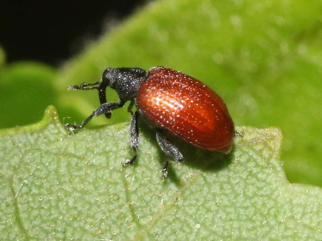 Image of Orchestes andersoni Alonso-Zarazaga 2004